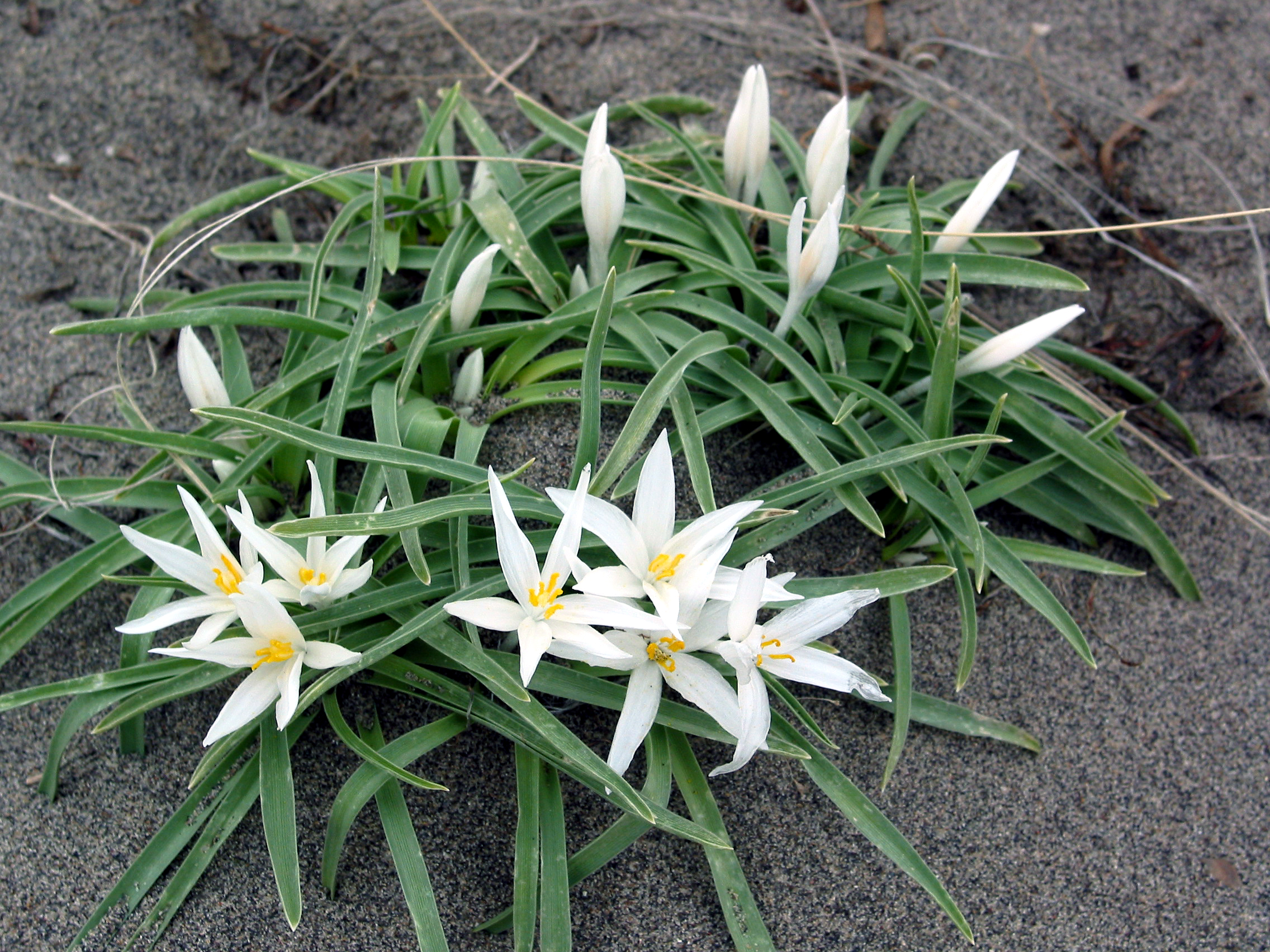 sand lily, star lily, mountain lily (Leucocrinum montanum)